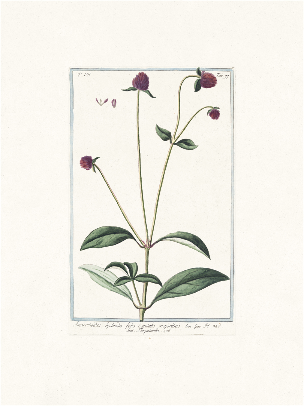 Bonelli Italian Botanicals